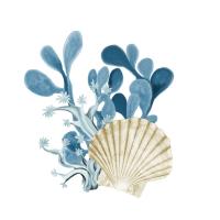 Coastal Coral 5 #52751 Coastal Coral 5 #52751