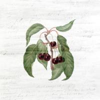 Cherries 2 #52756 Cherries 2 #52756