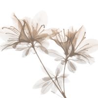Dry Azalea 2 #52763 Dry Azalea 2 #52763