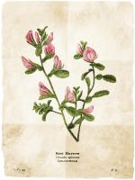 Flower Page #52857 Flower Page #52857