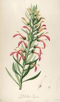Lobelia Excelsa #52879 Lobelia Excelsa #52879
