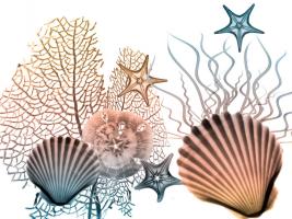 Sea Collective 2 #52903 Sea Collective 2 #52903