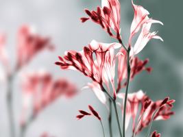Unfocused Beauty 1 #52917 Unfocused Beauty 1 #52917
