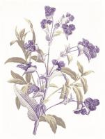Lavender Flowers #52977