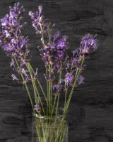 Lavender Jar 1 #53015
