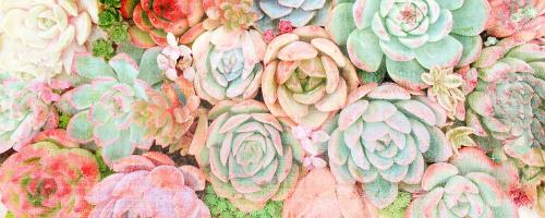 Colorful Succulents 2 #53076 Colorful Succulents 2 #53076