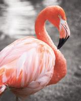 Flamingo I on BW #53202