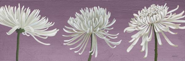 Morning Chrysanthemums V Lavender #53373 Morning Chrysanthemums V Lavender #53373