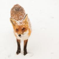 Red Fox I #53600