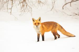 Red Fox IV #53603