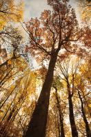 Towering Trees I #53649