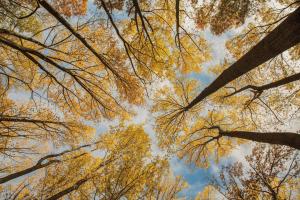 Towering Trees III #53651