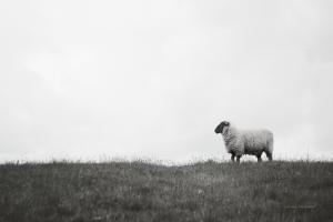 Islay Sheep II #53673