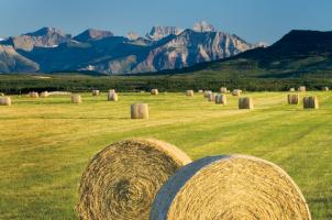 Waterton Hay Bales #53741