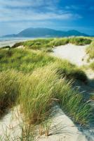 Oregon Dunes Grass #53745