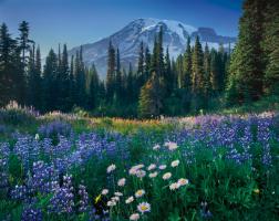 Mount Rainier #53746 Mount Rainier #53746