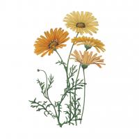 Monument Etching Tile Flowers II #53759 Monument Etching Tile Flowers II #53759