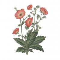 Monument Etching Tile Flowers V #53762 Monument Etching Tile Flowers V #53762