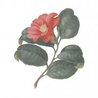 Monument Etching Tile Flowers VII #53764 Monument Etching Tile Flowers VII #53764