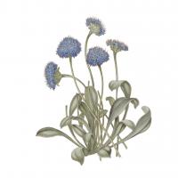 Monument Etching Tile Flowers IX #53766 Monument Etching Tile Flowers IX #53766