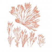 Pacific Sea Mosses XXI Red Sq #53852 Pacific Sea Mosses XXI Red Sq #53852