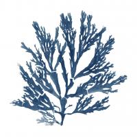 Pacific Sea Mosses Blue on White I #53764 Pacific Sea Mosses Blue on White I #53764