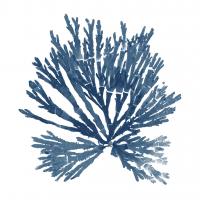 Pacific Sea Mosses Blue on White II #53892