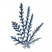 Pacific Sea Mosses Blue on White III #53892 Pacific Sea Mosses Blue on White III #53892
