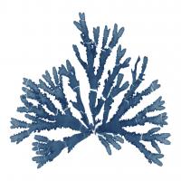 Pacific Sea Mosses Blue on White IV #53894 Pacific Sea Mosses Blue on White IV #53894