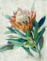 Protea #54076 Protea #54076