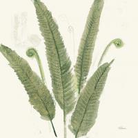 Forest Ferns II Dark #54077 Forest Ferns II Dark #54077