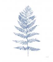 Fern Print II Blue No Shiplap #54079