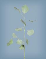 Simple Stems I Blue Crop #54176 Simple Stems I Blue Crop #54176
