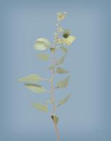 Simple Stems II Blue Crop #54177 Simple Stems II Blue Crop #54177