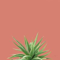 Succulent Simplicity I Coral #54222