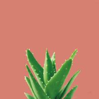 Succulent Simplicity V Coral #54223 Succulent Simplicity V Coral #54223