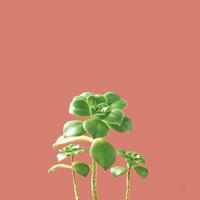 Succulent Simplicity IX Coral #54225 Succulent Simplicity IX Coral #54225