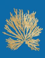 Pacific Sea Mosses II Blue #54249 Pacific Sea Mosses II Blue #54249
