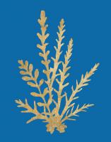 Pacific Sea Mosses III Blue #54250 Pacific Sea Mosses III Blue #54250
