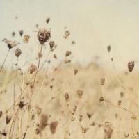Falling Queen Annes Lace II Crop Sepia #54310 Falling Queen Annes Lace II Crop Sepia #54310
