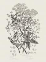 Flowering Plants IV Neutral #54691 Flowering Plants IV Neutral #54691