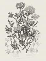 Flowering Plants IV Neutral #54692 Flowering Plants IV Neutral #54692