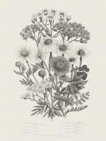 Flowering Plants V Neutral #54693 Flowering Plants V Neutral #54693