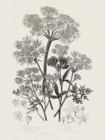 Flowering Plants VI Neutral #54694 Flowering Plants VI Neutral #54694
