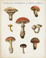 Mushroom Chart II Light #54720 Mushroom Chart II Light #54720