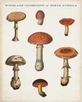 Mushroom Chart III Light #54721 Mushroom Chart III Light #54721