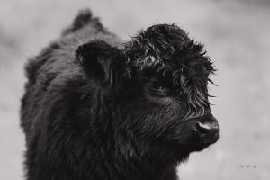 Scottish Highland Cattle XI BW #54955 Scottish Highland Cattle XI BW #54955