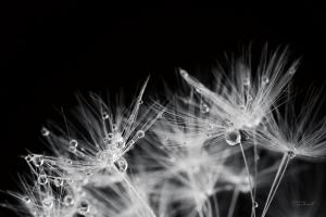 Dandelion Dewdrops II #55011