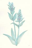 Lambs Ear Sage I #55067 Lambs Ear Sage I #55067