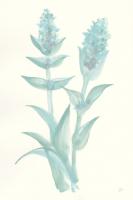 Lambs Ear Sage II #55068 Lambs Ear Sage II #55068